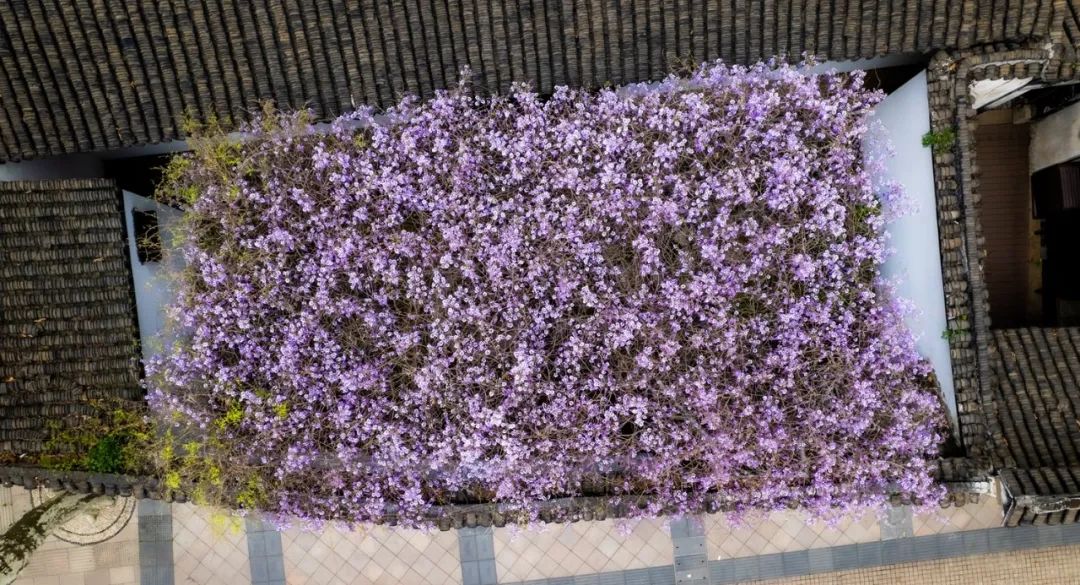 ThisisSuzhou's tweet photo. April is peak #spring and the time that wisteria flowers come into bloom. Feast your eyes on these purple wisteria waterfalls at many historic streets in #Suzhou, which transform these places into a wonderland to behold. #SpringInSuzhou #SpringVibes ๐ธ https://t.co/FcpgnJFgMu