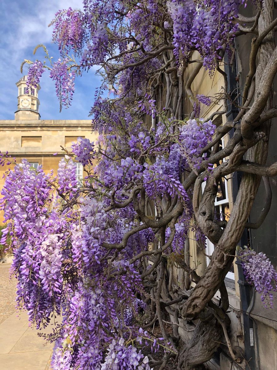 Christ's College (@christs_college) on Twitter photo Has anyone spotted our glorious wisteria in The Times today? It's in full bloom here in sunny Cambridge, and it looks and smells beautiful.
#WisteriaHysteria #ChristsCollege #Cambridge #ChristsCollegeGardens <a href="/thetimes/">The Times and The Sunday Times</a> Has anyone spotted our glorious wisteria in The Times today? It's in full bloom here in sunny Cambridge, and it looks and smells beautiful.
#WisteriaHysteria #ChristsCollege #Cambridge #ChristsCollegeGardens <a href="/thetimes/">The Times and The Sunday Times</a>