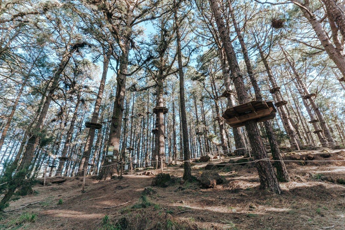 CanIslandsGreen's tweet photo. We believe that only a few travelers are aware of the mysterious and magical forests that await us in Las Lagunetas Forest.🌲

With heights of 30 meters, this is a leisure activity suitable for everyone - Try it, you will not regret it!

Thank you for having us,@FORESTALPARK_TF💚 https://t.co/yIGsGomPaG