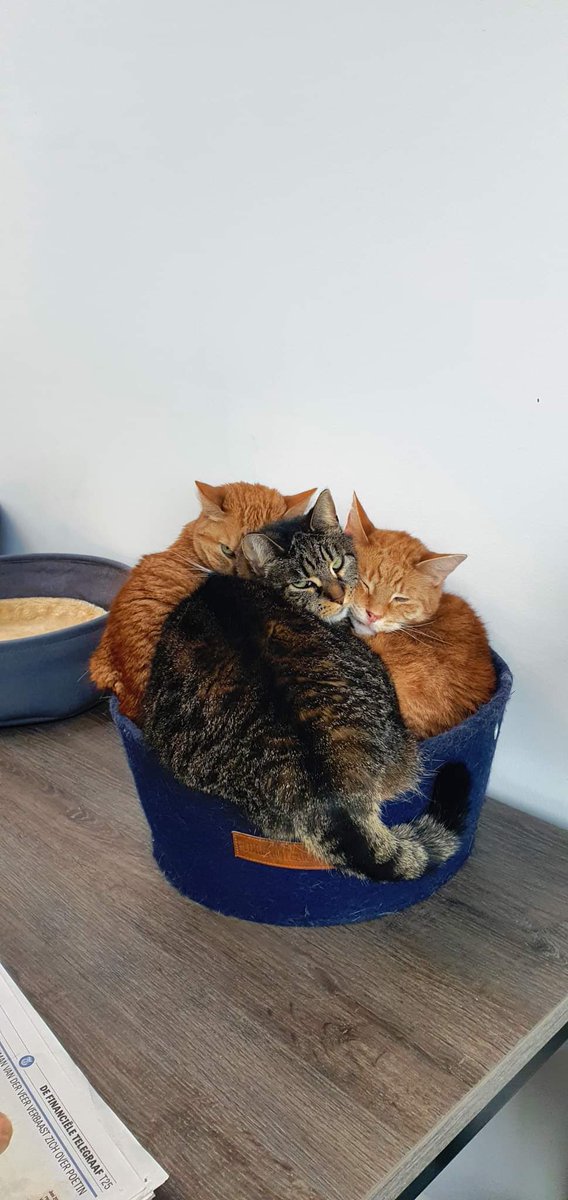 SAZ_katten's tweet photo. Past net toch Moortje?
Moortje propt zich tussen Bas en Betty in.....
#CatsOfTwitter #proppen #mandje #gewoonomdathetkan # https://t.co/tja97U3EBb