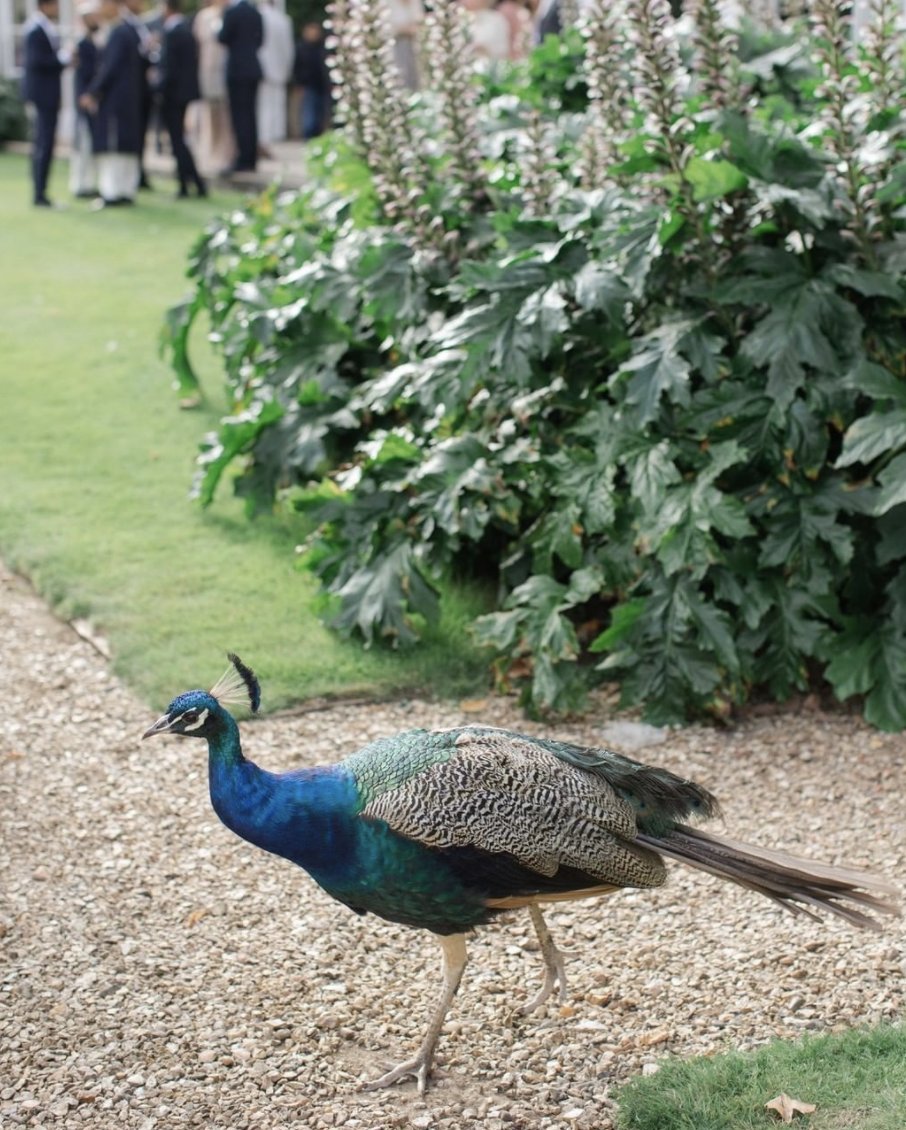 That one guest who tries to steal the show...🦚🙄
photo by <a href="/Zehrajagani/">Zehra Jagani</a>