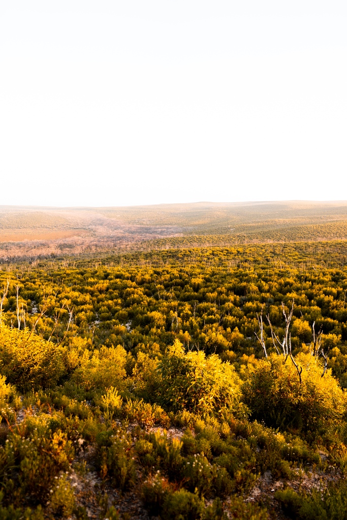 nathsway's tweet photo. In January 2020, Kangaroo Island was impacted by a bush fire, which scarred a significant portion of the landscape. Although the results of the fire were absolutely devastating, it was positive to see so much regrowth.
-
#kangarooisland #southaustralia #bunkerhill https://t.co/02ccN6Mrd0