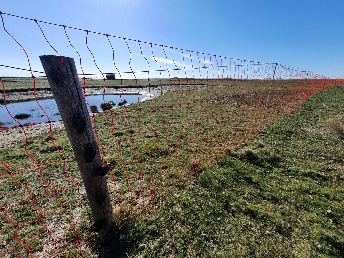 Het antivossenraster op Punt van Reide staat op zijn plek! Hierdoor kunnen wadvogels zoals de visdief, bontbekplevier en kluut een veiliger broeden. 

Dankzij het #BettieWiegmanFonds hebben we dit jaar 7500 m² extra kunnen uitrasteren.