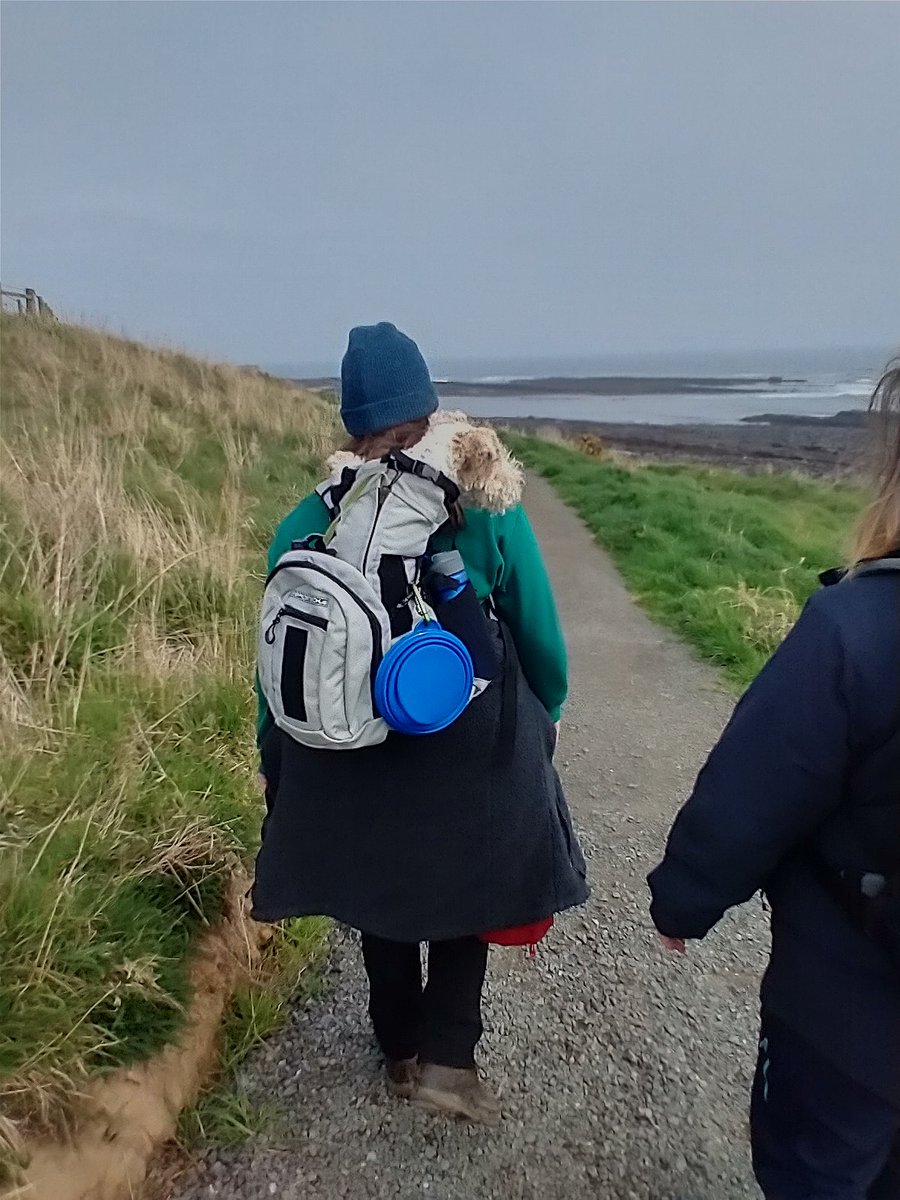 ladygagajes's tweet photo. Mix of walking and being in the sack made fore a nice day out 🙂 #happydog #idoliketobebesidetheseaside #cosst #Northumberland https://t.co/Sf7zBmLraK