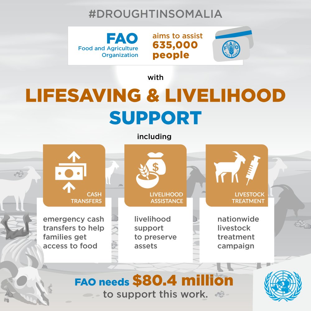 Protecting livelihoods helps to keep families together during crisis. FAO along and UN agencies are working hard to scale up assistance and call for greater support as the #droughtinsomalia worsens and risk of widespread famine draws closer. 

#actnow4somalia