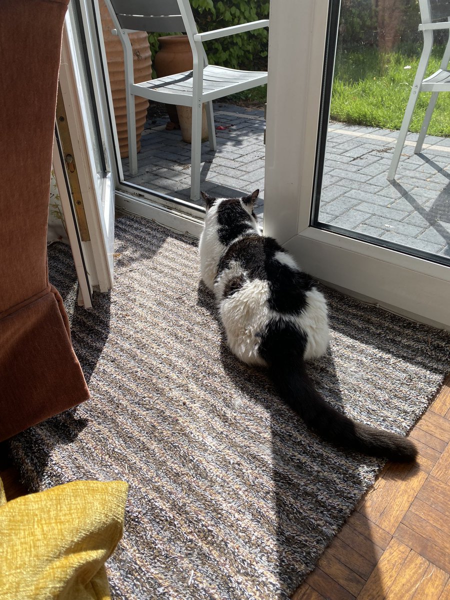 Biffathecat's tweet photo. Good morning tweeps, I hope you enjoyed the Easter weekend. It’s sunny here so I’m having a lovely time birdwatching….. they are making a lot of noise!

Bird lovers - don’t worry, I haven’t caught anything yet (unless it’s already dead)

#CatsOfTwitter 
#BeLikeBiffa https://t.co/ggkSiANqHy