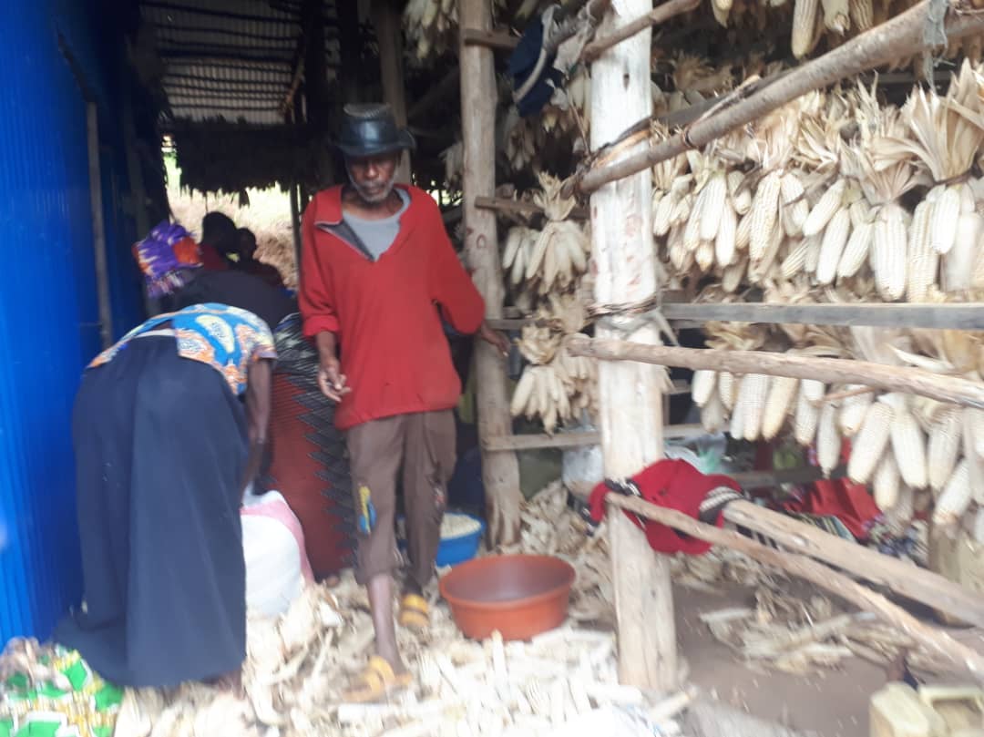 CYEZA_Sect's tweet photo. Abahinzi batuye @CYEZA_Sect barishimira iterambere bamaze kugeraho babikesha igihingwa cy'ibigori.
Aho ni muri cooperative #Tuzamurane , Aho bakomeje igikorwa cyo gusarura ibigori.
Murakoze.
@Muhangadis @RwandaSouth @RwandaAgri @AgriterraRwanda https://t.co/ly08O6TDX1
