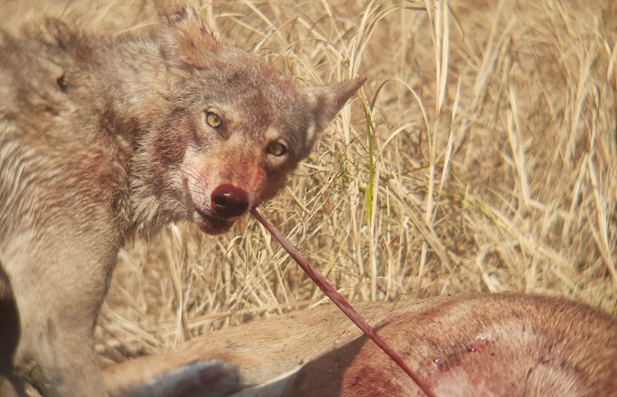 BVelavadar's tweet photo. Wolf is farmers friend. Controlls population of Bluebull (નિલગાય) Wildboar and many other spp.

Clicked by  Raol Shailendra sinhji (શેલ બાપા) and Guide at Blackbuck National Park Velavadar https://t.co/qzeBIor50W