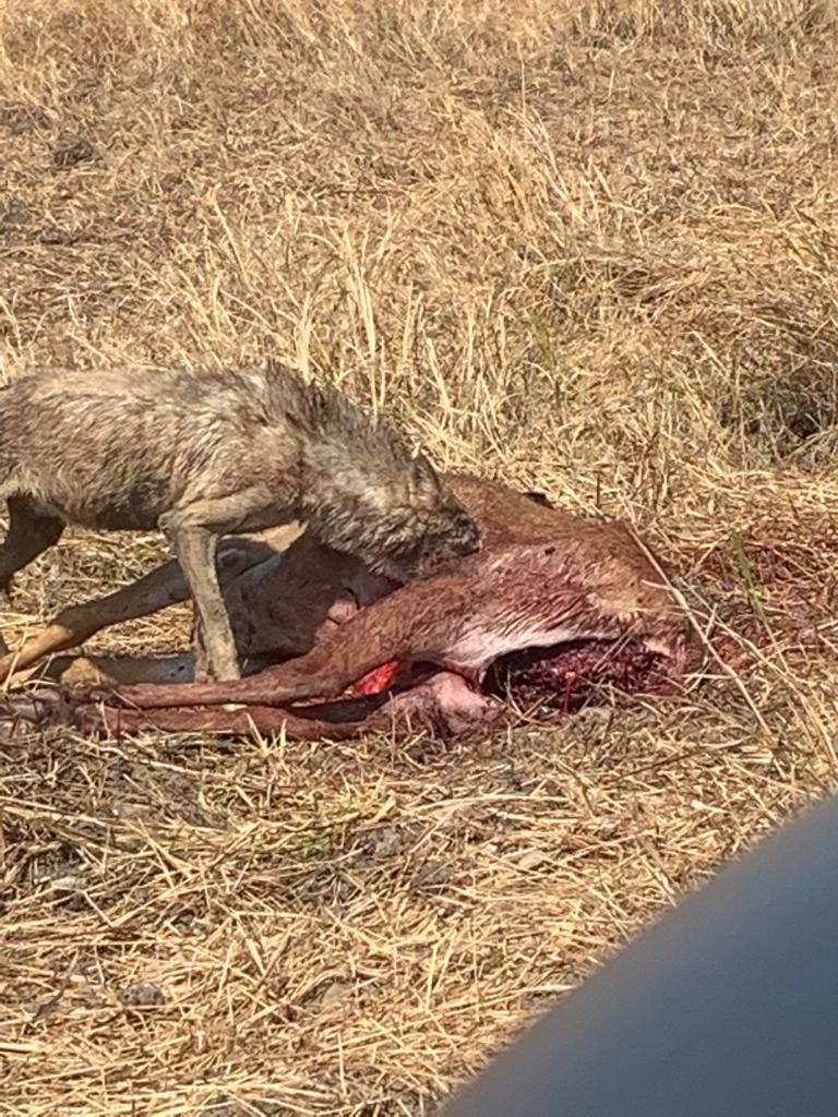 BVelavadar's tweet photo. Wolf is farmers friend. Controlls population of Bluebull (નિલગાય) Wildboar and many other spp.

Clicked by  Raol Shailendra sinhji (શેલ બાપા) and Guide at Blackbuck National Park Velavadar https://t.co/qzeBIor50W