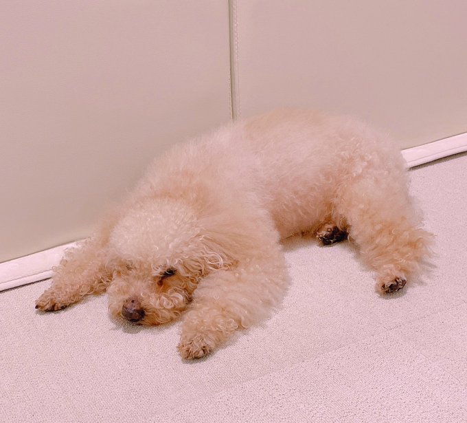 病院帰りでぐったり🥺 今日診てもらったの10分だけだったけどよく頑張りました🥹 https://t.co/iVQFA689yi