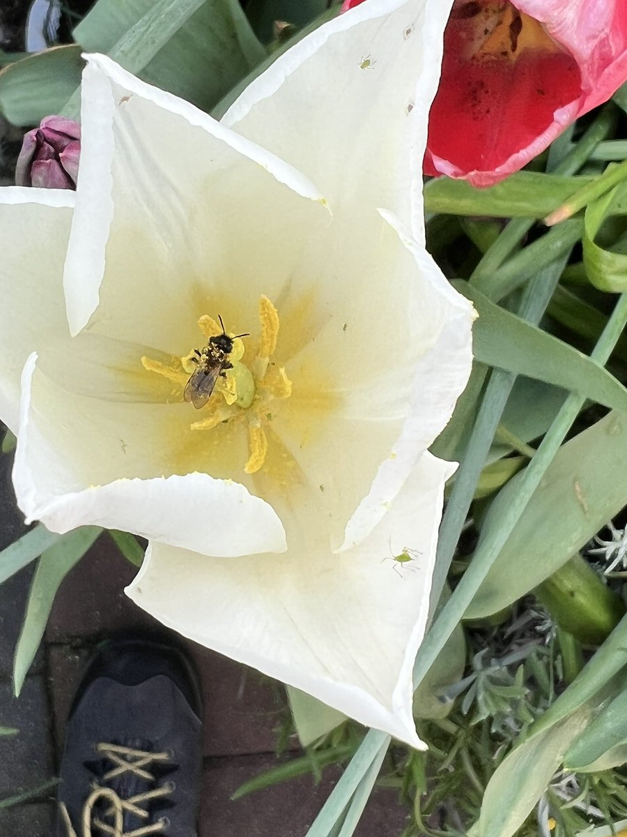 Irish BeeKeeper tweet media