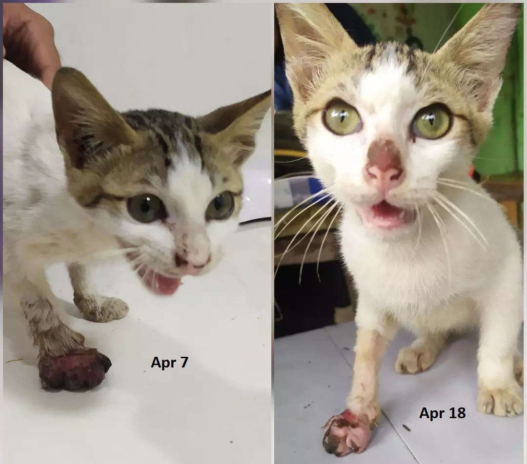 FazzleMawla's tweet photo. He was rescued with injured paw. That was a week ago. I can tell he's feeling so much better 😍 Thank you for those who donated towards for his vet bills 🙏🙏🙏 https://t.co/CuBwYvDHSE