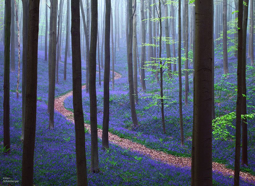 🇧🇪 En Belgique, chaque printemps, à la mi-avril, il est possible d’admirer les jacinthes sauvages du bois de Hal qui donnent à cette forêt, un aspect enchanté ! 💜