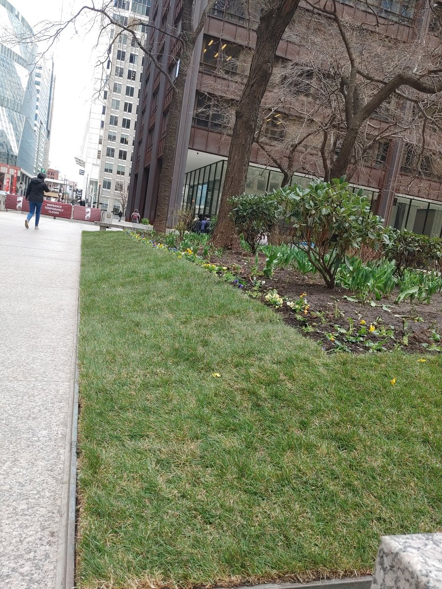 turfmow's tweet photo. A little pre @Nufarm @GCSAA EXCEL Leadership Program turf tourism walk in Chicago. Turf in a planter and a newly sodded green space in a concrete jungle. Plenty of professional turf properties to be seen this week. #staytuned #EXCELChicago #turflife https://t.co/dP76YpOadZ