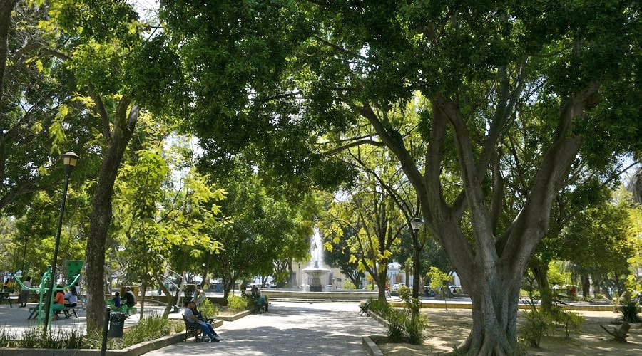 PeatonVigilante's tweet photo. Hoy en el Colectivo de Organizaciones Ambientalistas de Oaxaca @COAOAmbiental vamos a dar el #regaderazo para proveer de agua con pipas áreas verdes de El Parque El Llano, ante alto grado de sequía ya prolongada.

Actividad ciudadana, sinergia grupos colectivos mencionados en 🧵 https://t.co/iWGDIsAMd3