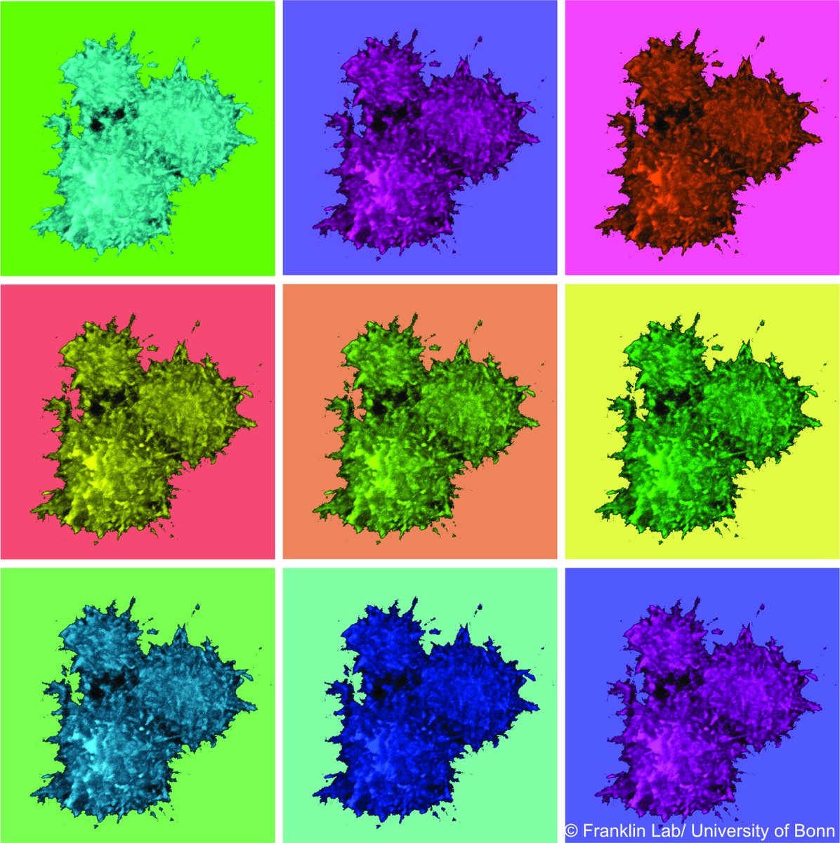 UniBonn's tweet photo. „Mini-Antikörper“ gegen chronische Entzündungen: Forschende der #UniBonn @bernardo647 @DBertheloot @IIIBonn @UniklinikBonn haben Mäuse mit sogenannten Nanobodies behandelt. Studie in @EmboMolMed Mehr: https://t.co/cIoBOScFRk &amp; https://t.co/aTQqoZcwGc https://t.co/K7z3CDb9vc