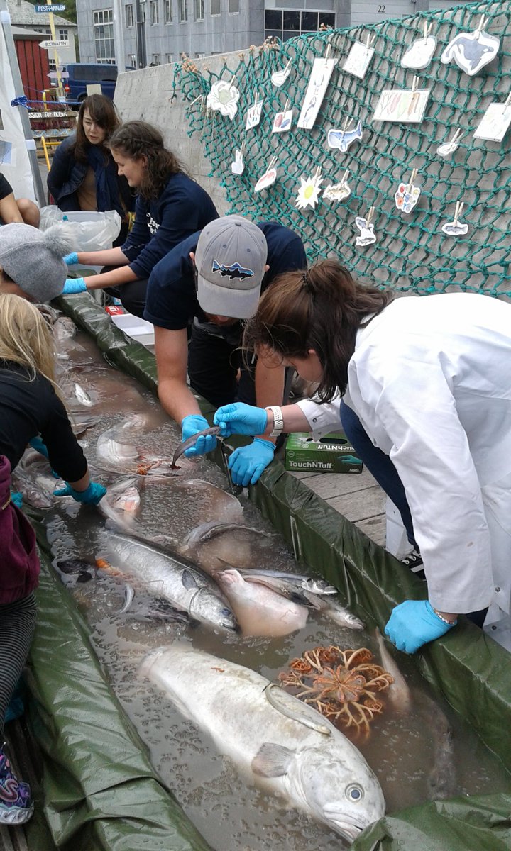 Lørdag 23. april blir det kunnskapsfestival på Marineholmen! Klokken 11-18, gratis og passer for alle. Museet stiller med zoologer til lands og til vanns, folk fra hagene, og vandreutstilling om plasthvalen. Se opplevmarineholmen.no @hardbunnsfauna @norchitons @planetcopepod