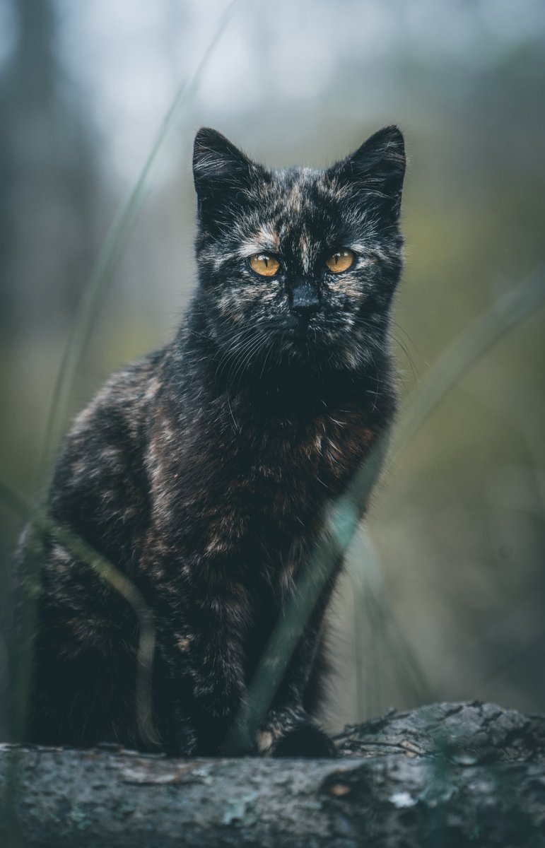 Gm y’all, took a few days off of Twitter but I’m back! Did shoot some new photos during that time, anyways here’s one of the new photos featuring  Olive😼