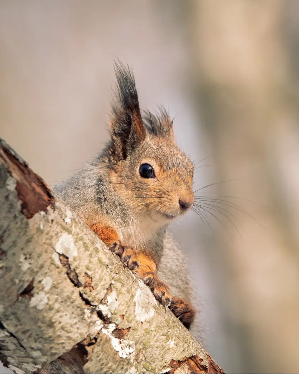 🐿️ #squirrel #bns_nature #ig_week_nature #dm_photolife_nature #everything_imaginable #world_bestnature #total_spring ... dlvr.it/SNrm2H