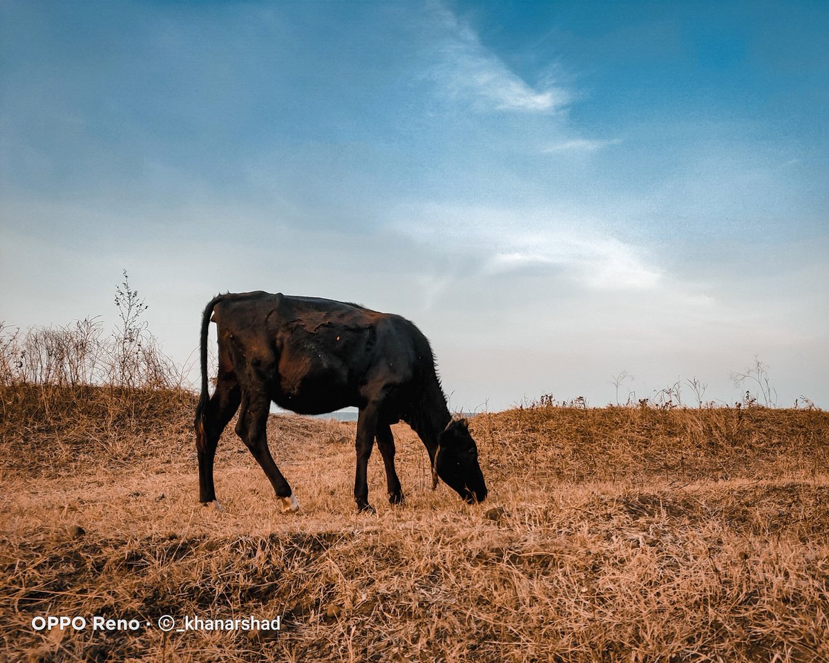 _khanarshad's tweet photo. #ShotonOPPO #Mobilephotography #OPPOPetPortraits #OPPOCreators @OPPO @OPPOCareGlobal @OPPOCareIN @OPPOIndia @OPPOMobileUK @OPPOArabia https://t.co/WVVcRQrhrH