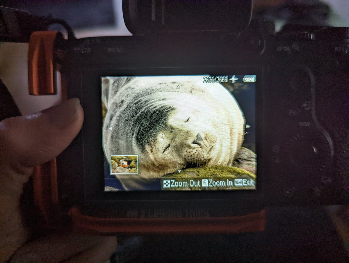 ObsidianUrbex's tweet photo. Close up of one of the chonky sea doggos I had the pleasure of photographing last weekend. Can't wait to edit these 😍

Taken with a 200-600m lens and a 1.4x extender #RespectTheNap #UseYourZoom #Seal https://t.co/lwUPcBpPvr