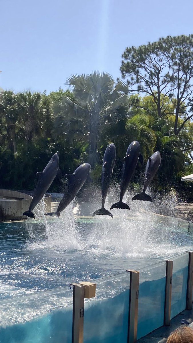 ByBreakthrough's tweet photo. Miraculous, incredible, amazing, unbelievable … pick your adjective- likely won’t do justice🐬 
#natureisart #CertifiedAnimalLover https://t.co/MiyYhItaOZ