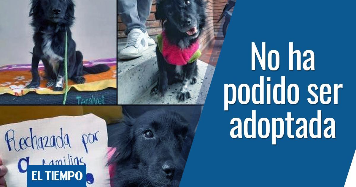 ELTIEMPO's tweet image. 💔😪 Esta es la historia de Selene, la perrita a la que le han cerrado las puertas en nueve hogares 👉 bit.ly/3JWwLIv