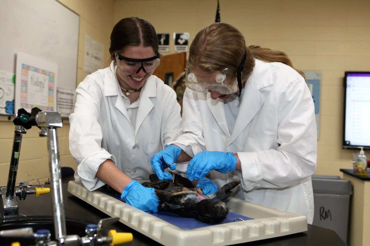 PACSWolverines's tweet photo. Dr. Mitchell's high school anatomy classes are applying their anatomy lessons by completing a rabbit dissection, identifying internal organs, bones, joints, and muscles.  #pacsacademics https://t.co/BtxDrw40Fu