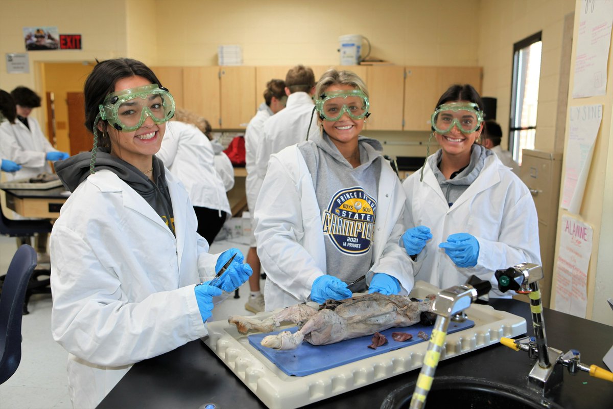 PACSWolverines's tweet photo. Dr. Mitchell's high school anatomy classes are applying their anatomy lessons by completing a rabbit dissection, identifying internal organs, bones, joints, and muscles.  #pacsacademics https://t.co/BtxDrw40Fu