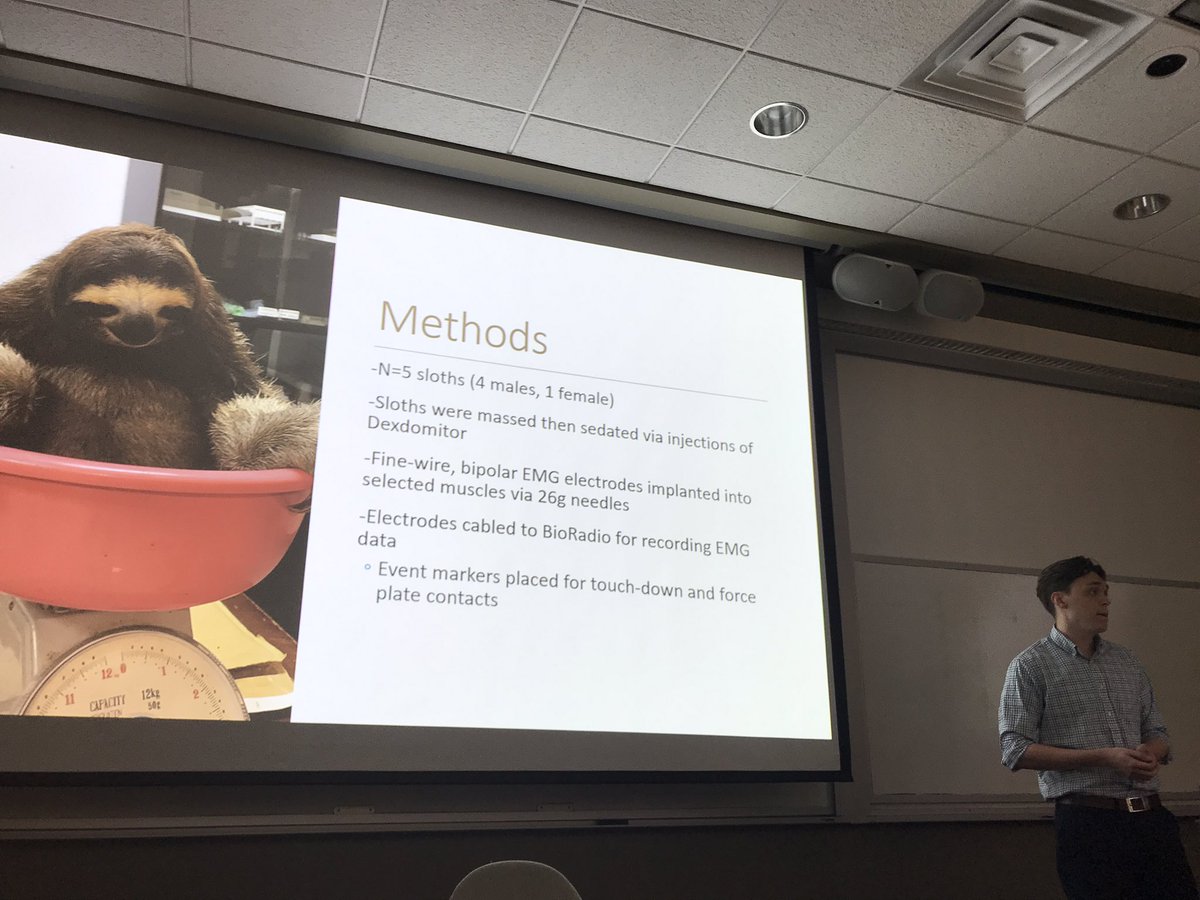biomechanicsYSU's tweet photo. Kudos to my graduate student, A.J. McKamy, who gave an excellent seminar on novel locomotor mechanics data in three-toed sloths. More more analysis ahead this summer #sloths #butcherlab #puravida https://t.co/f81OpOMFlY