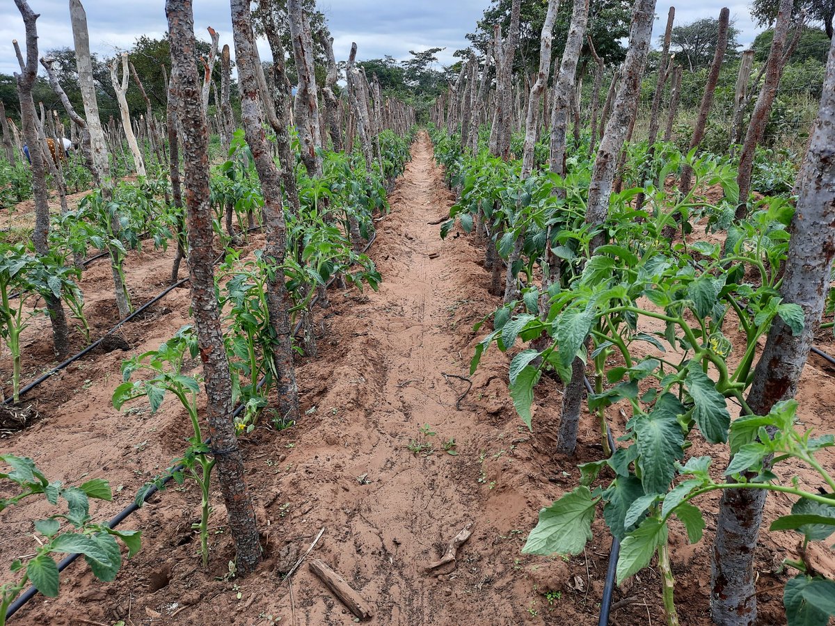 FarmMountview tweet picture