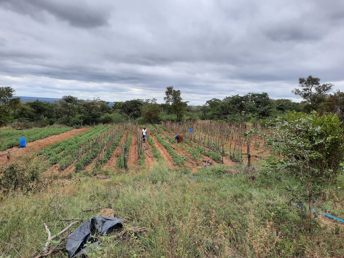 FarmMountview tweet picture