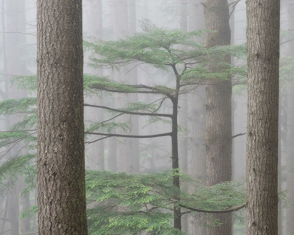 As we approach #earthday <a href="/adam_coalesce/">Adam Clarke</a> says: We need to give new forests every chance possible to thrive. They are young, vulnerable and it's our responsibility to help them grow into the life-giving stewards of the earth that nature created them to be #NatureFirstEarthDay