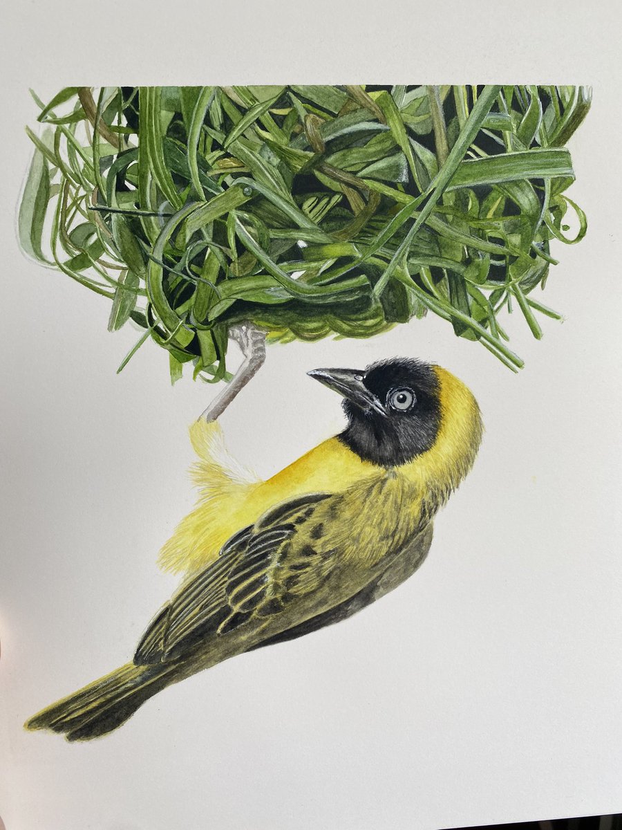 CLeeK23's tweet photo. “Weaver” #watercolor #watercolorpainting #watercolorart #art #PortfolioDay #painting #artshare https://t.co/bxwsLeVU5y