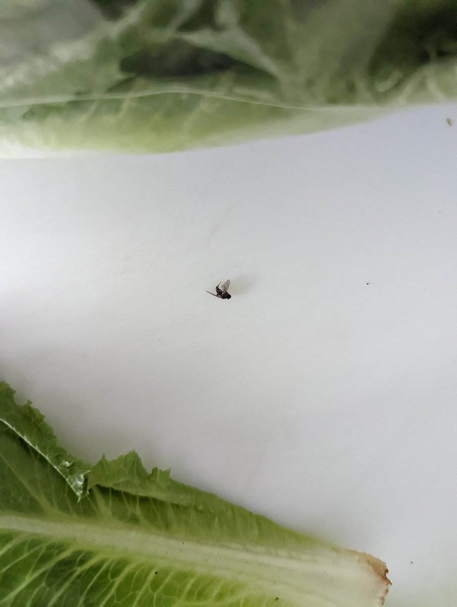bloodnbones's tweet photo. @VeggiesMadeEasy @FoodBasicsCA 
Found a dead fly in this pack of lettuce. Absolutely disgusting. This is a potential health hazard!
@karandilsher https://t.co/8YDk3qekqn