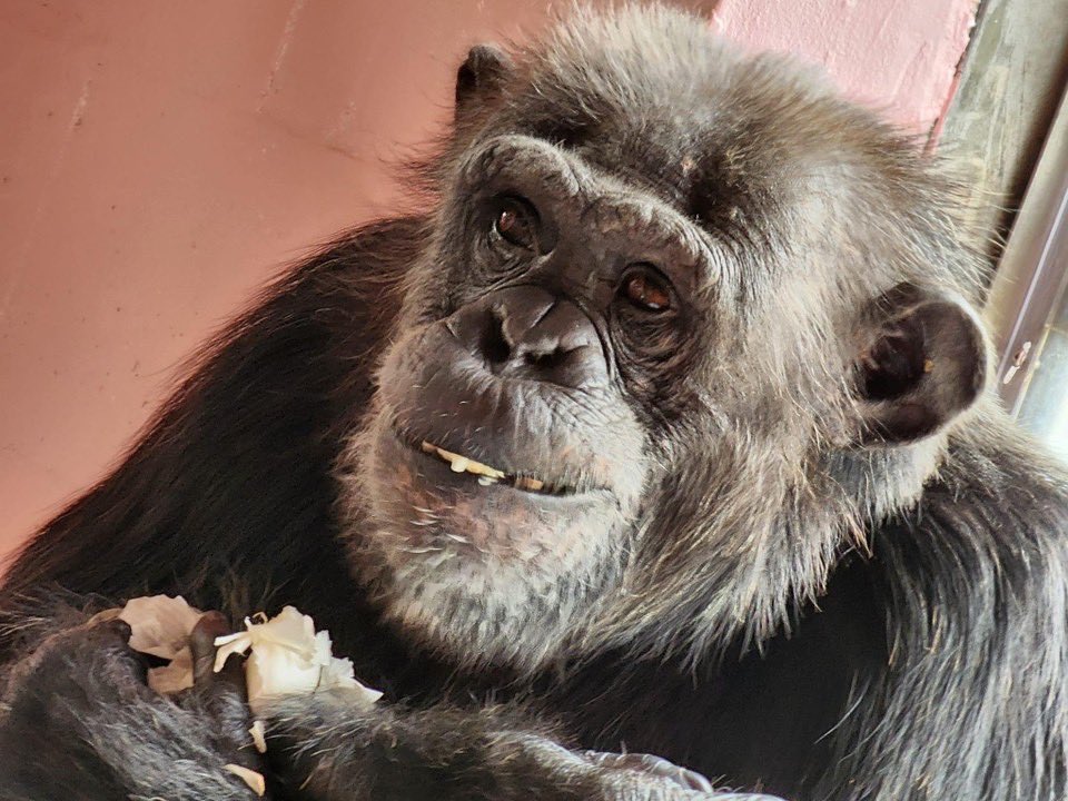 SaveTheChimps's tweet photo. Who likes garlic as much as #ChanceTheChimp?! Well today is your day because it’s #NationalGarlicDay!! 🧄 https://t.co/95DVD0KBRj