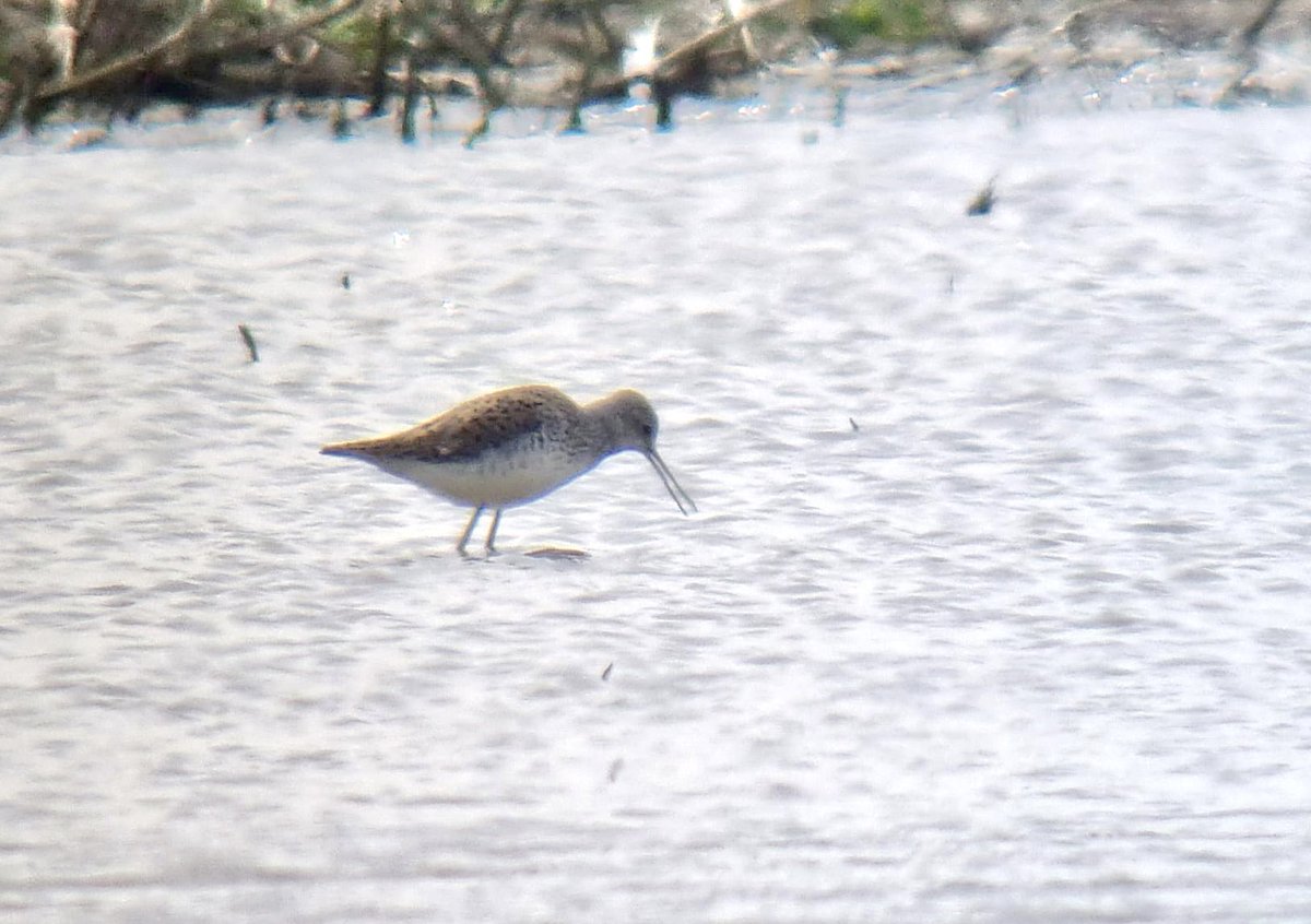Marcel Klootwijk (@vogelsinbeeld) on Twitter photo Aan het eind van de middag ontdekte ik deze #Poelruiter in de #SintLaurenseWeihoek. Alweer mijn derde zelfontdekte. <a href="/waarneming/">Waarneming.nl</a> <a href="/dutchbirding/">Dutch Birding</a> Foto Corstiaan Beeke Aan het eind van de middag ontdekte ik deze #Poelruiter in de #SintLaurenseWeihoek. Alweer mijn derde zelfontdekte. <a href="/waarneming/">Waarneming.nl</a> <a href="/dutchbirding/">Dutch Birding</a> Foto Corstiaan Beeke
