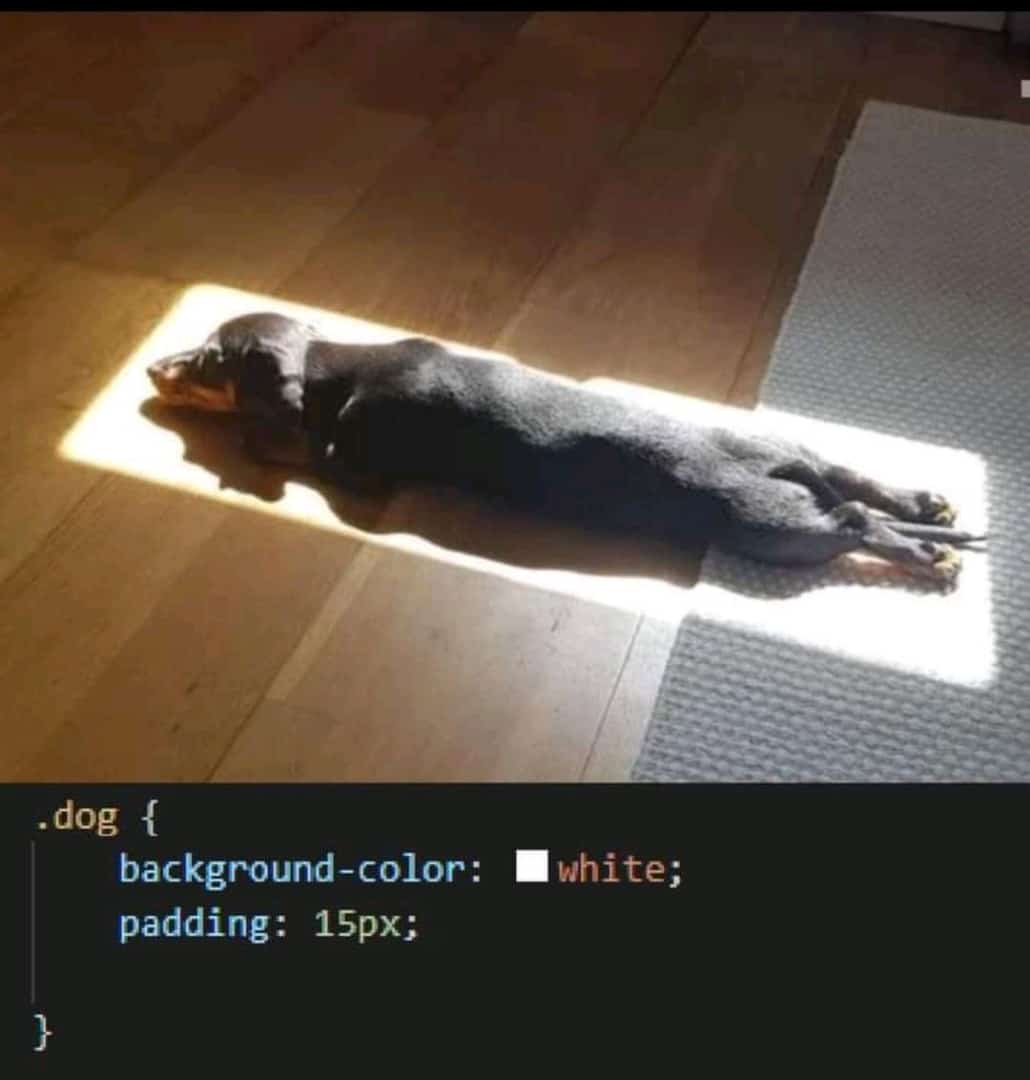 iamsegunajibola's tweet image. A CSS developer&apos;s dog.