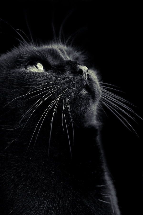 kun_kida7's tweet photo. 🖤~กินเก่งแล้วก็โคตรขี้อ้อนเลย~🐈‍⬛ 
#แมวดำ #blackcat https://t.co/eHdiidjqs6