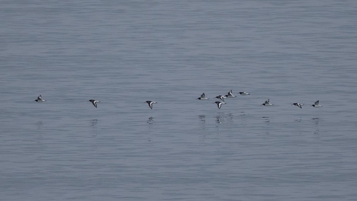 Els dos tipus de migració que podem disfrutar desde #premiademar 
Mosquiter de passa (ssp. acredula), Tallarol de garriga, Xatracs grossos i Garses de mar.