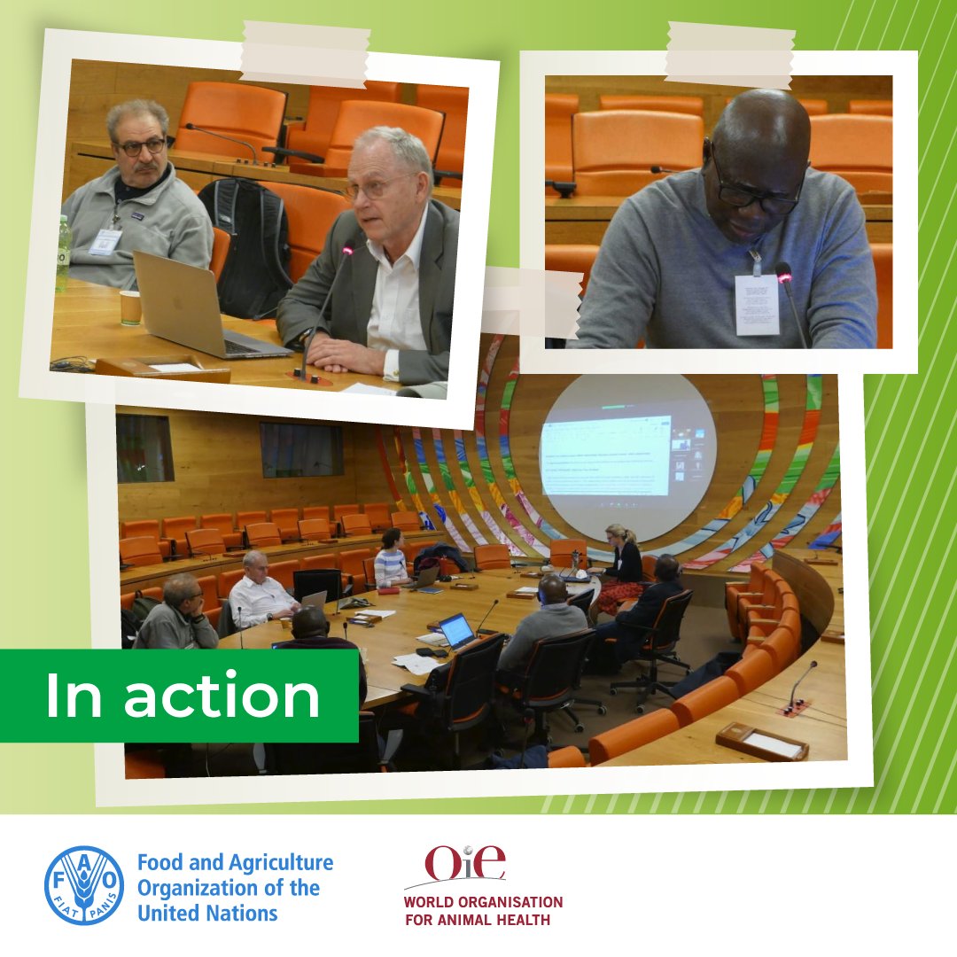 .#Animalhealth collaboration continues 💪

The <a href="/FAO/">Food and Agriculture Organization</a> and <a href="/OIEAnimalHealth/">OIEAnimalHealth</a> PPR Secretariat and the Core Expert Team met to finalize the implementation plan for the Second Phase of the #pestedespetitsruminants Global Eradication Programme.

🐑🐐 Read more: bit.ly/3OiR8mD