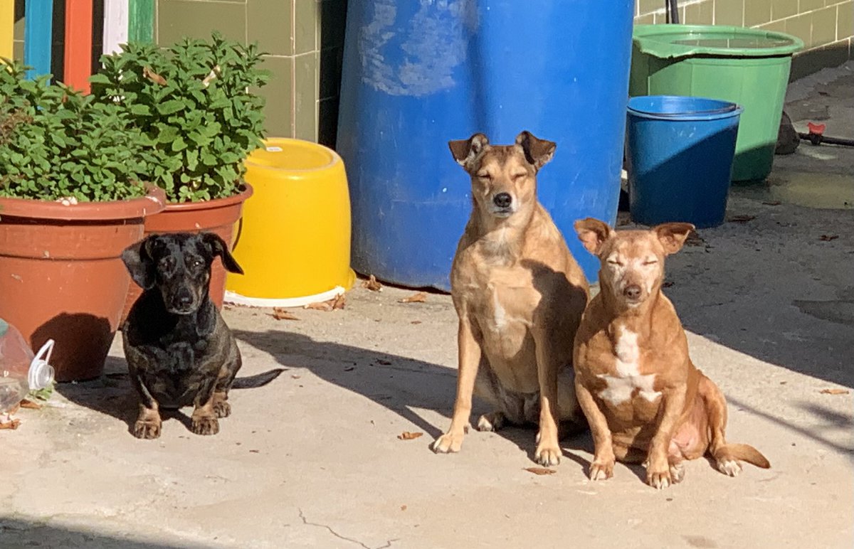 mayyoral's tweet photo. Las tres al Sol. Recuperándose de sus diferentes males. https://t.co/GSTaGw5WJY