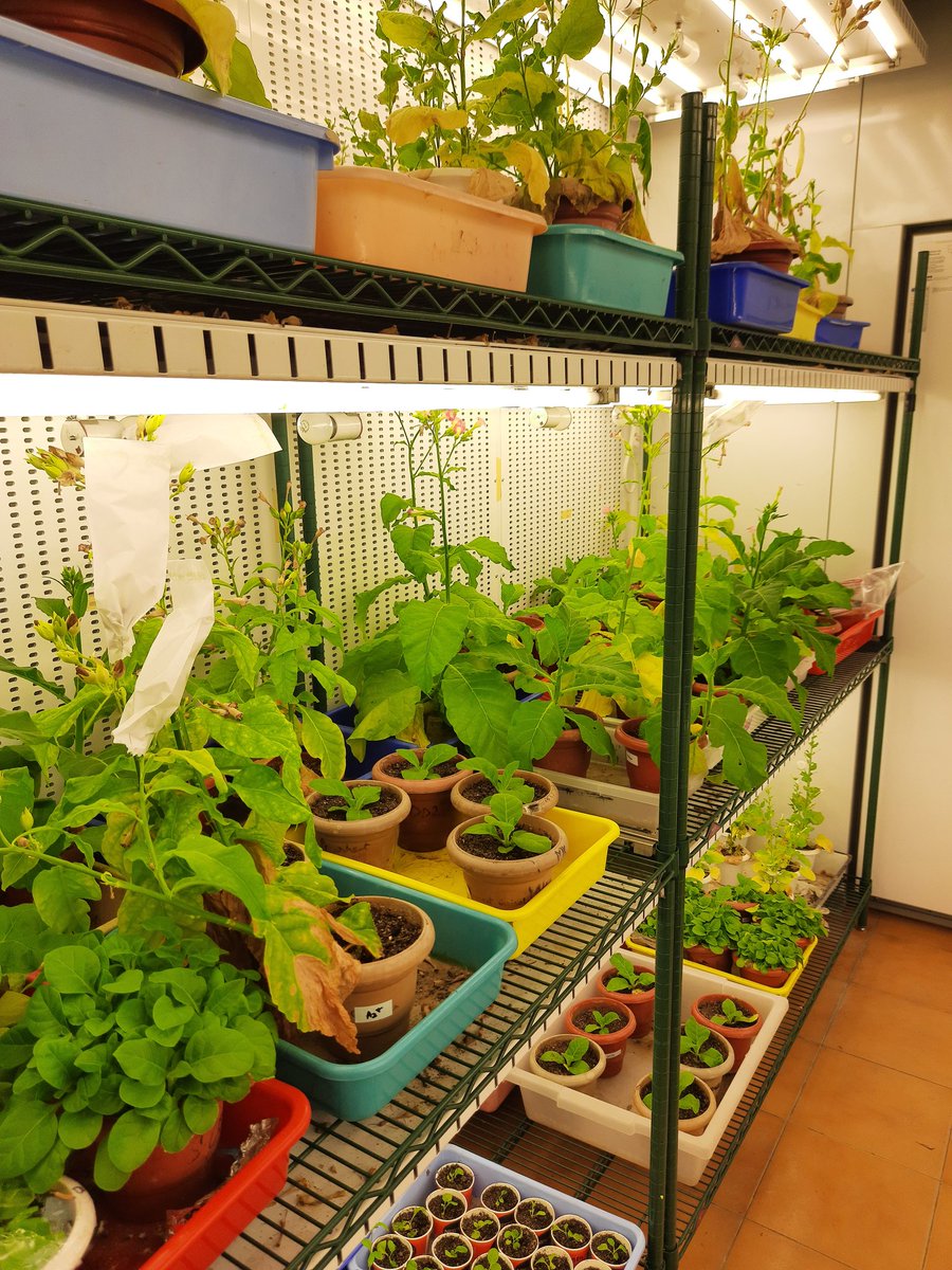 BioJkg's tweet photo. Walk in Plant Growth Chamber inside pictures. 
CSIR-IIIM Jammu https://t.co/1ZT9qMmKNK
