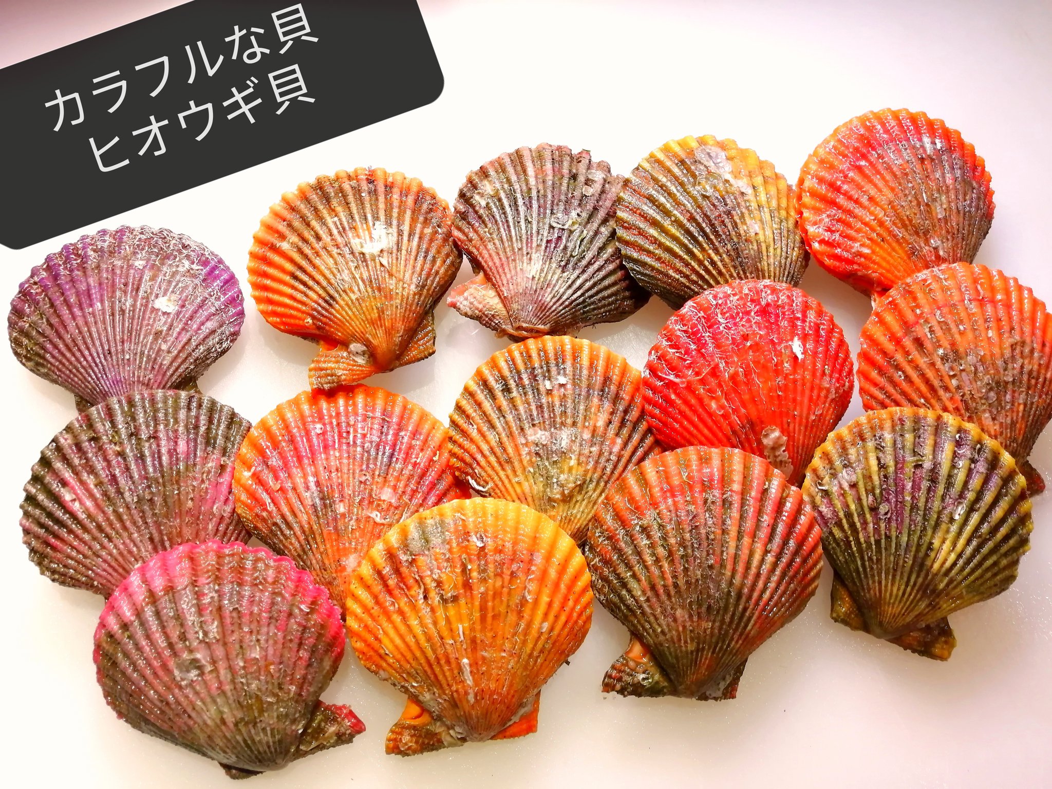 旬鮮酒場nobu 小田急相模原 おださが サウザンロード 海鮮居酒屋 刺身 魚が食べたい 相模原お店大賞 魚がたべたい 刺身 うまい魚 うまい いいね T Co Ztoflxanh3 Twitter