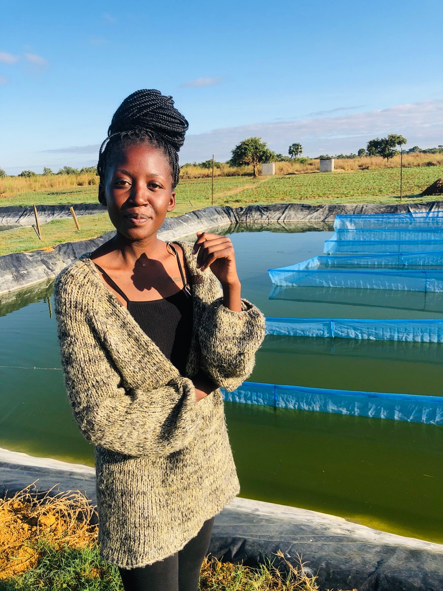TheYoungFarmer's tweet image. The fish farming value chain!! Let’s go 🥳🥳 follow thread 
One of the main inputs in fish farming is fingerlings this are the baby fish , this is a great line of business because the fish farmer cannot do without them of course!