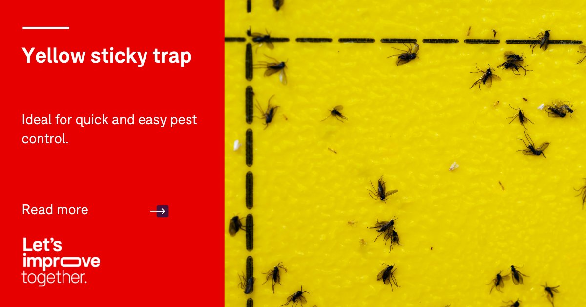 RoyalBrinkmanUK's tweet photo. A yellow sticky trap with trapped insects including thrips and whitefly!
More about sticky traps: https://t.co/oRyHmUmoBU
Or feel free to contact sales@brinkmanuk.co.uk
#insects #thrips #whitefly #aphids #leafminers #sciarid #stickytrap #greenhouse #brinkmanuk #royalbrinkman https://t.co/S3W67vnr1U