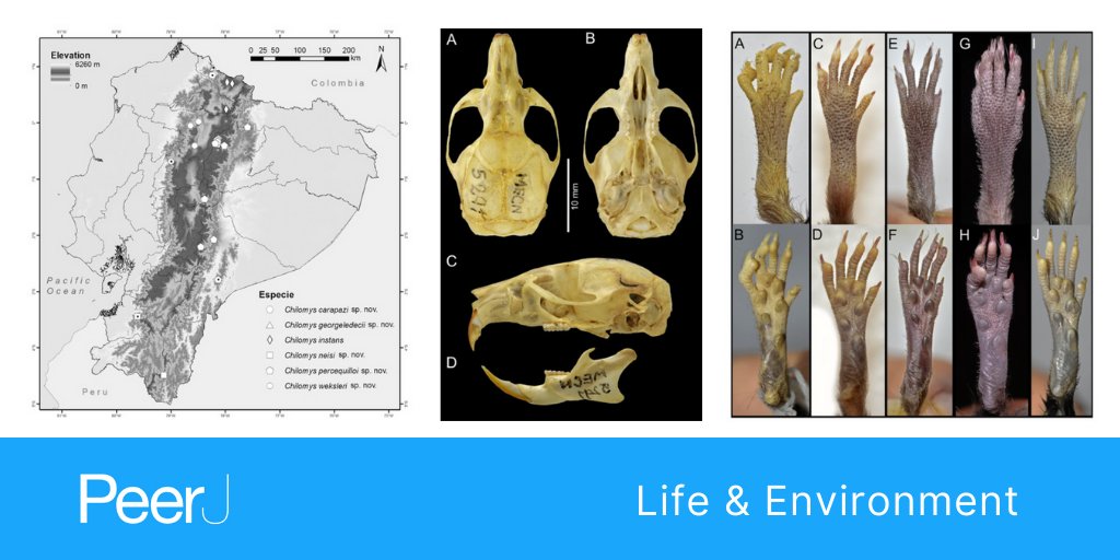 Five new species of #Chilomys (Rodentia: Cricetidae) from the montane forests of #Ecuador - Examining Andean sigmodontine diversity

Read the full article bit.ly/392o02M

#Biodiversity #Taxonomy #Zoology