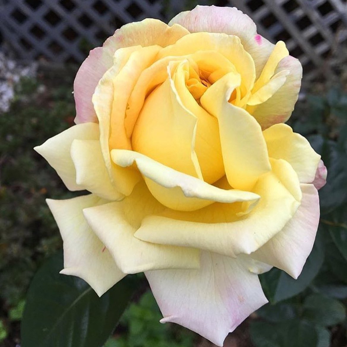 CoffinsInBloom's tweet photo. Iβm so happy itβs Tuesday!
Happy #transawarenesstuesday & #transacceptancetuesday my loves!
Fun fact : if you donβt identify with the gender assigned at birth then you are trans!
I am a trans non-binary person that adores they/them pronouns that likes to go by Ghostly! π§Ώπ https://t.co/PGXYHosDIX