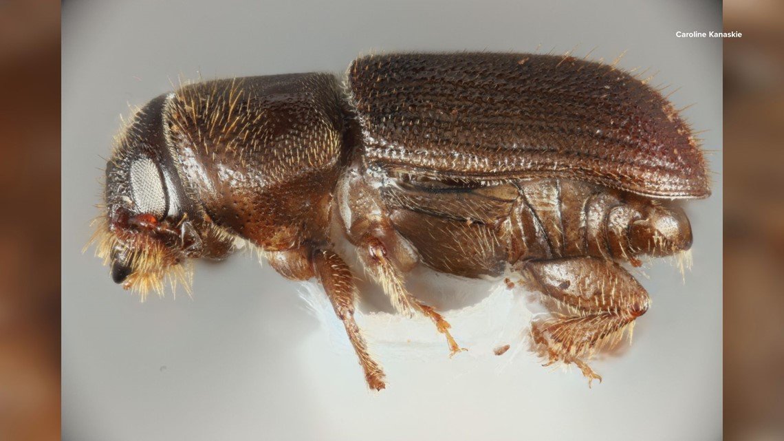 Jeff Garnas (@jeffgarnas) on Twitter photo If you're wondering how southern pine beetle populations fared this winter, check out this little app: foresthealth.shinyapps.io/SPBWinterTemp/ <a href="/MattAyres3/">Matt Ayres</a> @unhresearchnews
@FHReports Photo by: <a href="/Kanaskie_MSc/">Caroline Kanaskie, MSc</a> If you're wondering how southern pine beetle populations fared this winter, check out this little app: foresthealth.shinyapps.io/SPBWinterTemp/ <a href="/MattAyres3/">Matt Ayres</a> @unhresearchnews
@FHReports Photo by: <a href="/Kanaskie_MSc/">Caroline Kanaskie, MSc</a>