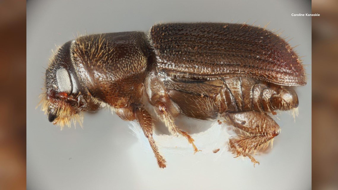 If you're wondering how southern pine beetle populations fared this winter, check out this little app: foresthealth.shinyapps.io/SPBWinterTemp/ @MattAyres3 @unhresearchnews @FHReports Photo by: @Kanaskie_MSc